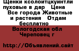 Щенки ксолоитцкуинтли пуховые в дар › Цена ­ 1 - Все города Животные и растения » Отдам бесплатно   . Вологодская обл.,Череповец г.